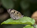 Macro Paper Kite Butterfly Royalty Free Stock Photo