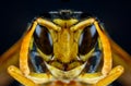 Macro Paper Wasp Royalty Free Stock Photo