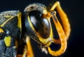 Macro Paper Wasp Royalty Free Stock Photo