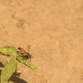 Macro of a Parasitic Fly Royalty Free Stock Photo