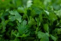 Macro parsley background. Fresh green parsley grass Royalty Free Stock Photo