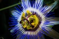 Macro of a Passiflora ligularis