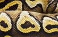 Macro on Pastel AVC ball python scales Royalty Free Stock Photo