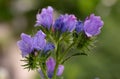 Macro of a Paterson`s curse echium plantagineum blossom with blurred background; pesticide free environmental protection concept