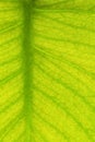 Macro Pattern On A Green Leaf