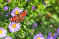 Macro of a peacock butterfly Royalty Free Stock Photo