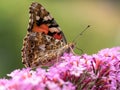 Macro of a peacock butterfly on a  purple flower Royalty Free Stock Photo