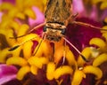 Macro of a Peck\'s skipper Butterfly (Polites peckius) feeding on a pink zinnia flower. Royalty Free Stock Photo