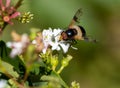 Macro of a pellucid fly