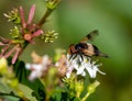 Macro of a pellucid fly