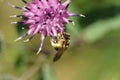 Macro of the pendant light brown striped Caucasian bee Macropis Royalty Free Stock Photo