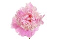 Macro peony Paeonia lactiflora Royalty Free Stock Photo