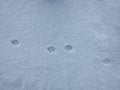 Footprints of fox (Vulpes vulpes) on the ground covered with soft, white snow in winter. Animal path Royalty Free Stock Photo