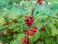 Macro of perfect red ripe redcurrants (ribes rubrum) on the branch between leaves under green net to protect berries Royalty Free Stock Photo