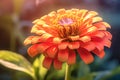 Close-up of a red zinnia flower growing in a garden. Macro petals of a zinnia flower growing in a flower bed. Generative AI