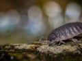 Macro pfoto of isopod Royalty Free Stock Photo