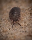 Macro pfoto of isopod Royalty Free Stock Photo
