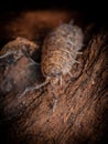 Macro pfoto of isopod Royalty Free Stock Photo