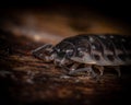 Macro pfoto of isopod Royalty Free Stock Photo