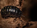 Macro pfoto of pillbug Royalty Free Stock Photo