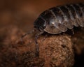 Macro pfoto of pillbug Royalty Free Stock Photo