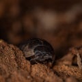 Macro pfoto of pillbug Royalty Free Stock Photo