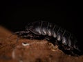 Macro pfoto of pillbug Royalty Free Stock Photo