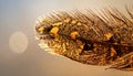 Macro Pheasant Feather with Golden Bokeh Royalty Free Stock Photo