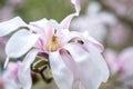 Macro photo of white-pink Magnolia stellate, Siebold and Zucc of spring park. blurred foreground