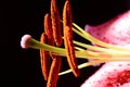 Macro photage of an lilly Royalty Free Stock Photo