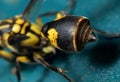Macro Photo of Abdomen and Stinger of Wasp on Turquoise Floor
