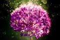 Macro photo of alium flowers. Close up Flower Head with dandelion structure wit water drops Royalty Free Stock Photo