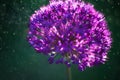 Macro photo of alium flowers head with dandelion flower structure wit water drops. shallow depth of field Royalty Free Stock Photo