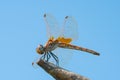 Macro photo of amazing dragonfly hold on dry branch in front of blue sky with copy space Royalty Free Stock Photo