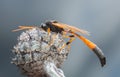 Anomaloninae parasitic wasp resting on thistle Royalty Free Stock Photo