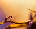 Macro photo of an ant and dandelion with drops of water Royalty Free Stock Photo