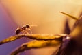 Macro photo of an ant and dandelion with drops of water Royalty Free Stock Photo