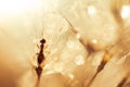 Macro photo of an ant and dandelion with drops of water Royalty Free Stock Photo