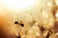 Macro photo of an ant and dandelion with drops of water Royalty Free Stock Photo