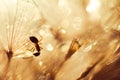 Macro photo of an ant and dandelion with drops of water Royalty Free Stock Photo