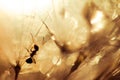 Macro photo of an ant and dandelion with drops of water Royalty Free Stock Photo