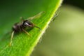 Macro photo of a ant on green leaf Royalty Free Stock Photo