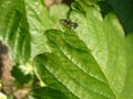 Ant on green leaf in garden from Bulgaria, macro photo Royalty Free Stock Photo