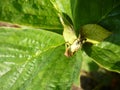 Macro photo ant on green leaf in garden Royalty Free Stock Photo