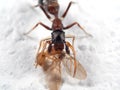 Macro Photo of Ant Mimic Jumping Spider Biting onTorso of Prey o Royalty Free Stock Photo