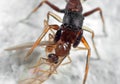 Macro Photo of Ant Mimic Jumping Spider Biting onTorso of Prey o Royalty Free Stock Photo