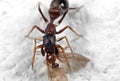 Macro Photo of Ant Mimic Jumping Spider Biting on Prey on White Floor Royalty Free Stock Photo