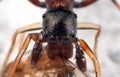 Macro Photo of Ant Mimic Jumping Spider Biting Prey on White Floor Royalty Free Stock Photo