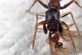 Macro Photo of Ant Mimic Jumping Spider Biting on Prey on White Floor Royalty Free Stock Photo