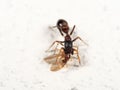 Macro Photo of Ant Mimic Jumping Spider Biting on Prey on White Floor Royalty Free Stock Photo